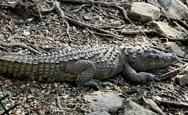 Mayan Palace by null