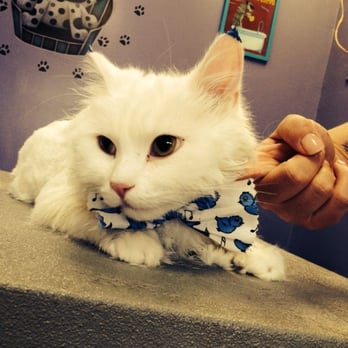 Fancy Dog Pet Salon - Pet Groomers Near Me - Tinley Park, Illinois Fancy Dog Pet Salon - Pet Groomers Near Me - Tinley Park, Illinois