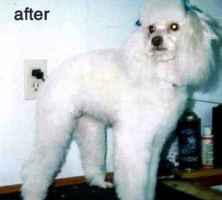 SUDS ‘N’ SCISSORS PET SALON 17 Photos 1591 Earle Place, Victoria