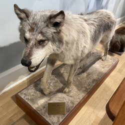 Woodman Museum - Wolf