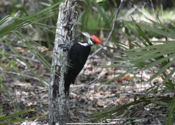 Manatee Springs by null