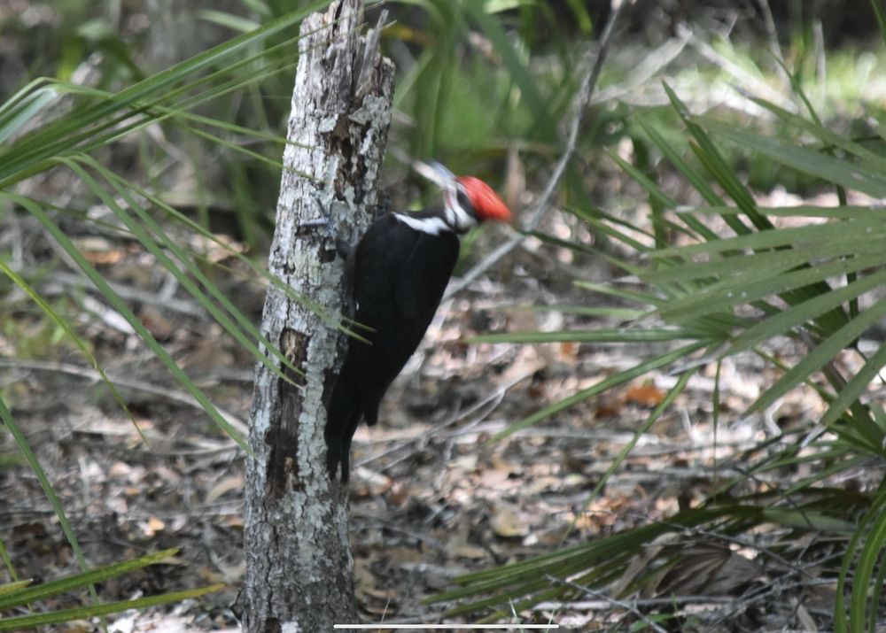 Manatee Springs State Park Image