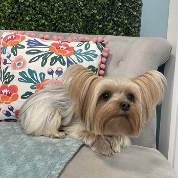 Miami Dog Spaw - Inside - Pet Groomers Near Me - Miami, Florida Miami Dog Spaw - Inside - Pet Groomers Near Me - Miami, Florida