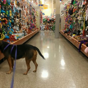 PetSmart - Molly checking out the toys - Pet Stores Near Me - Mason, Ohio