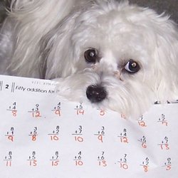 Crystal Challenges - Even the Class Pup LOVES Math!