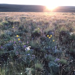 Mountain Monarch Herbals - Zumwalt prairie