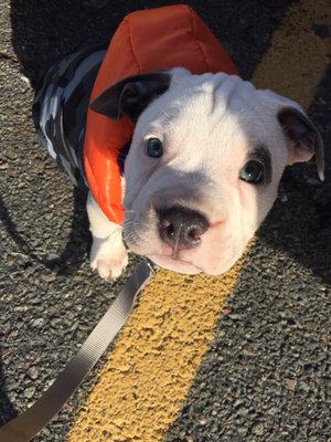 merwin animal hospital