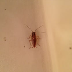 Apple Valley Pest Control, LLC
