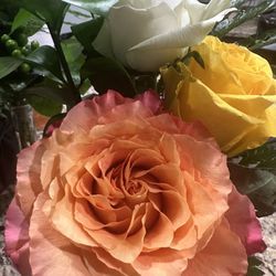 Poppy Blossom Mercantile - Three amazingly fragrant roses. The orange one has become so large and beautiful! I'm in awe.