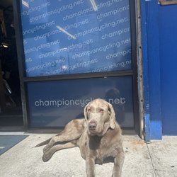 Champion Schwinn Cycling and Fitness - Shop dog - such a good boy!