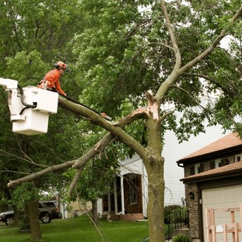 Atoka Tree Service - Tree Services Near Me Atoka Tree Service - Tree Services Near Me