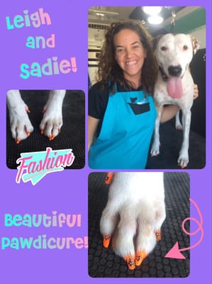 metrohound mobile pet spa