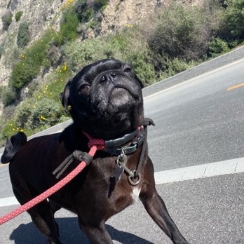 OC PUP SCOUTS - Updated February 2026 - 159 Photos & 116 Reviews