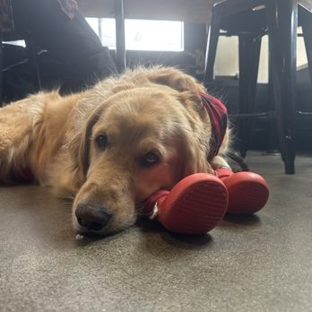 The Redd Dog - Brody's fav bar - Bars Near Me - Tacoma, Washington