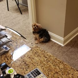 Dr Rhonda Nelson - Dallas, the office emotional support wonder-dog