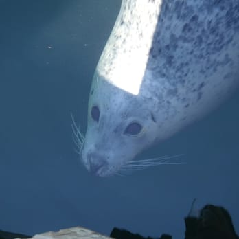 Fisherman's Wharf - "Are you gonna feed me?" - Fish & Chips Near Me - Victoria, British Columbia