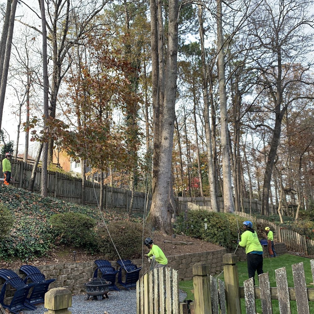 AKA Tree Service - 4 on the ground, 1 in the tree, all working together. - Tree Services Near Me - Oakwood, Georgia AKA Tree Service - 4 on the ground, 1 in the tree, all working together. - Tree Services Near Me - Oakwood, Georgia