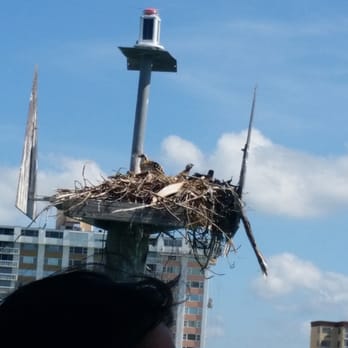 Mega Bite - Osprey babies - Boating Near Me - Clearwater, Florida