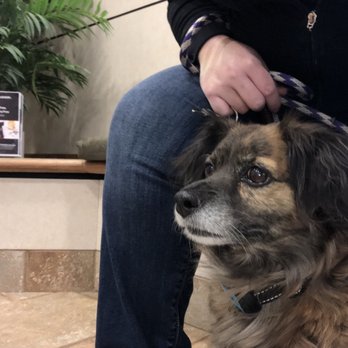 Lone Tree Veterinary Medical Center - Ready to see the doc! - Veterinarians Near Me - Lone Tree, Colorado Lone Tree Veterinary Medical Center - Ready to see the doc! - Veterinarians Near Me - Lone Tree, Colorado