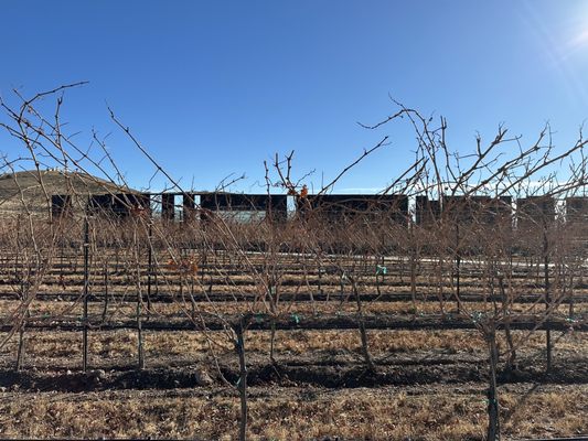 Los Milics Vineyards by null