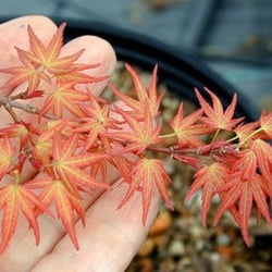 Maples For All Seasons - Acer p. Bonfire.  Known for its Spring firey colors.  Small leaves.  Turns green in Summer and Orange red in Fall.  2gal is $80.