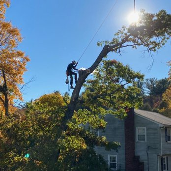 Smith Tree & Property services - Tree Services Near Me Smith Tree & Property services - Tree Services Near Me