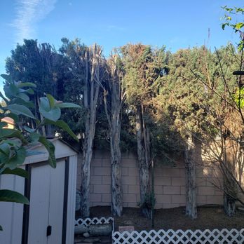 Reyes Tree Services - Tree Services Near Me - Northridge, California Reyes Tree Services - Tree Services Near Me - Northridge, California