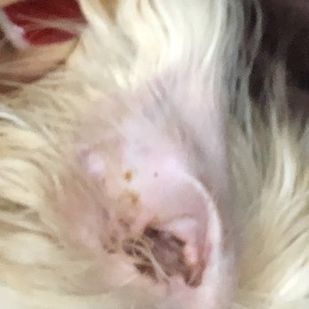 Groomingville - They didn't clean her ears. Her ears are still dirty. I paid $70 for this so called package that included ear cleaning. - Pet Groomers Near Me - Rockville, Maryland