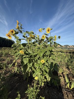 The Gorge White House by null