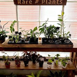 Potted - A few of our rare plants
