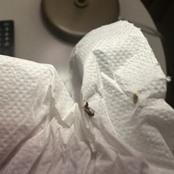 Sercotel Portales - Bed Bugs