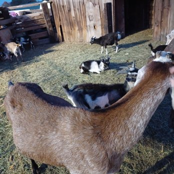 Ferrari Farms - Goats - Pick Your Own Farms Near Me - Reno, Nevada Ferrari Farms - Goats - Pick Your Own Farms Near Me - Reno, Nevada