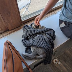Purrfect Day Cat Cafe