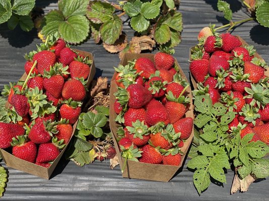 Blue House Farm Strawberry U-Pick and Farmstand by null