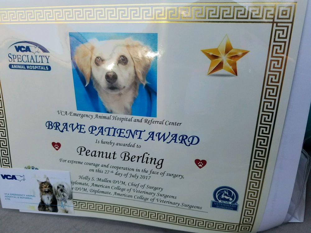 vca emergency animal hospital & referral center