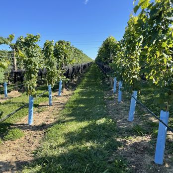 Rose Hill Vineyards - Wine Tasting Room Near Me - Mattituck, New York