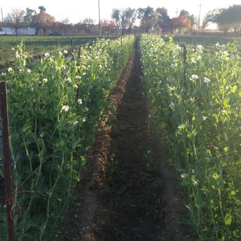 Clements Ridge - Garden - Bakeries Near Me - Clements, California Clements Ridge - Garden - Bakeries Near Me - Clements, California