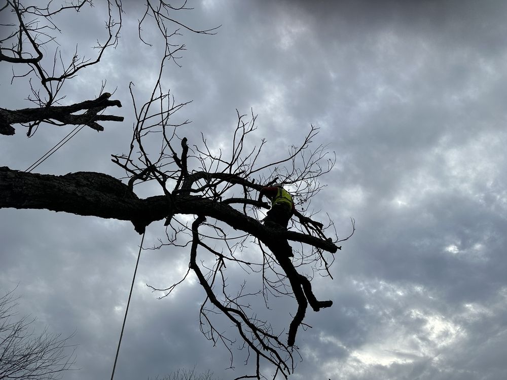 Jo’Se Tree Trimming & Lawn Care - tree service in San Antonio, TX