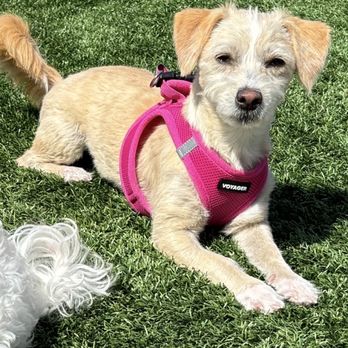 Cupid Doggie Spa - Pet Groomers Near Me - La Habra, California Cupid Doggie Spa - Pet Groomers Near Me - La Habra, California