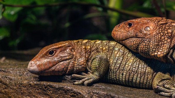 San Diego Zoo by null