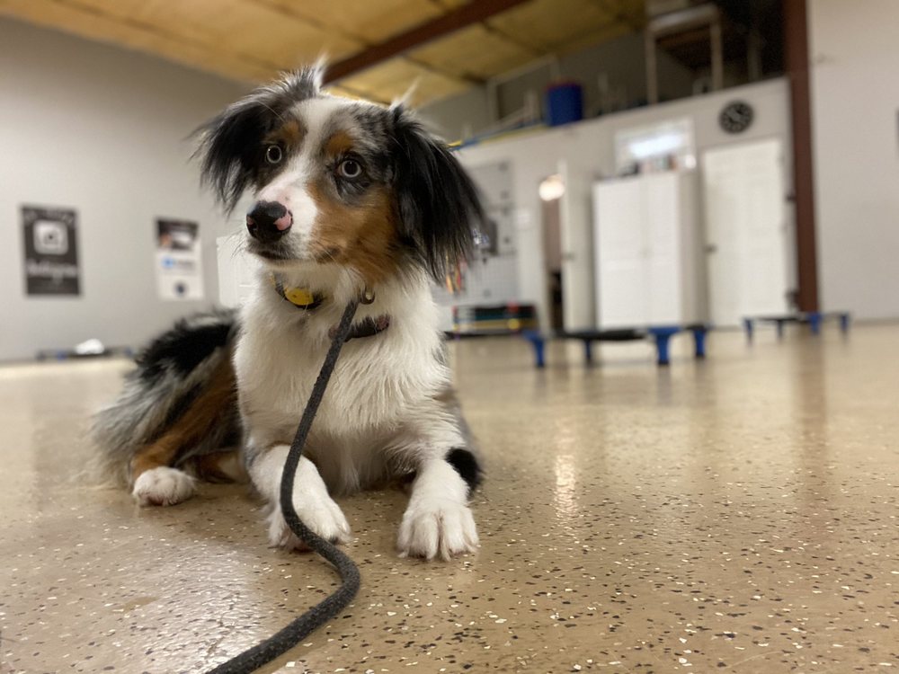 UNLEASHED UNLIMITED DOG TRAINING 95 Photos & 49 Reviews Pet