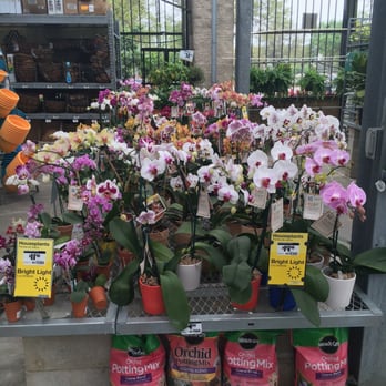 The Home Depot - Orchids galore - Hardware Stores Near Me - Orange City, Florida The Home Depot - Orchids galore - Hardware Stores Near Me - Orange City, Florida