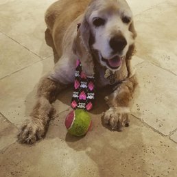 Tanner sporting a sweet neck tie after his grooming