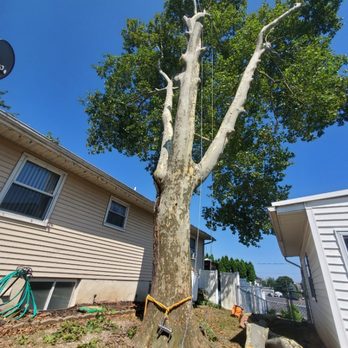 K&R Tree Service - Tree Services Near Me K&R Tree Service - Tree Services Near Me