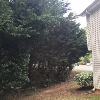 Top Tier Trees - Tree Services Near Me - Marietta, Georgia Top Tier Trees - Tree Services Near Me - Marietta, Georgia