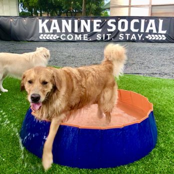 Kanine Social - Bars Near Me - Jacksonville, Florida