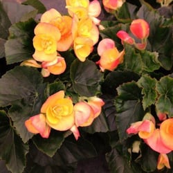 Classic Gardens & Landscape