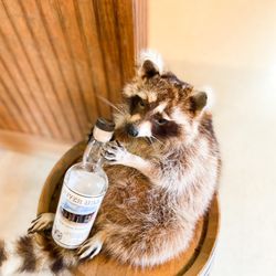River Hill Distillery - Raccoon friend