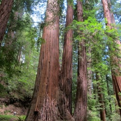Heritage Grove - Largest tree in the lower grove