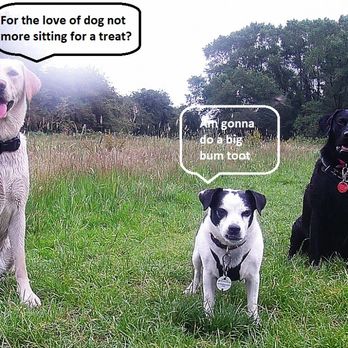 Barks In The Parks - Labradors and Jack Russel - Dog Walkers Near Me - Prestwich, XGM Barks In The Parks - Labradors and Jack Russel - Dog Walkers Near Me - Prestwich, XGM